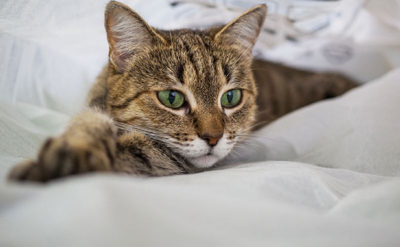 Cat looking stressed