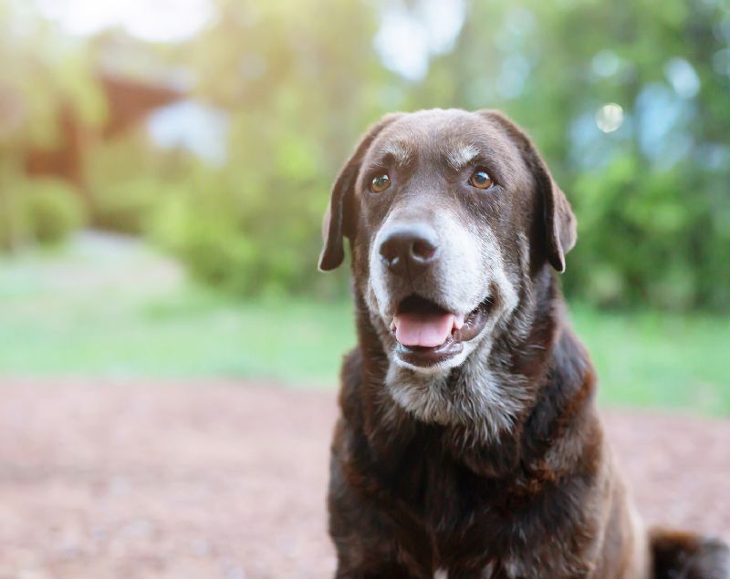 Old dog labrador