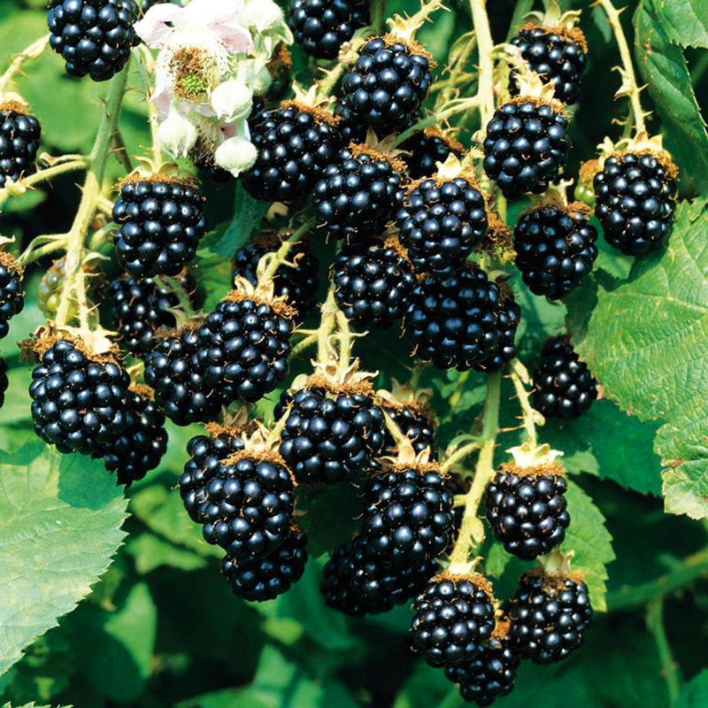 Blackberry bramble