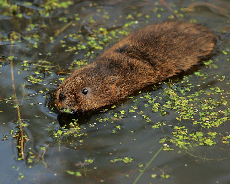 Water Vole