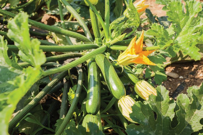 Courgette (zucchini) plant growing in the garden