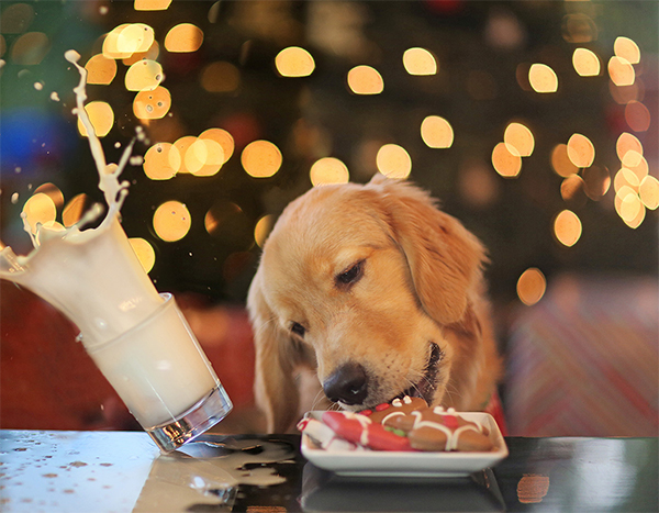 Naughty dog knocking over milk eating Christmas cookies