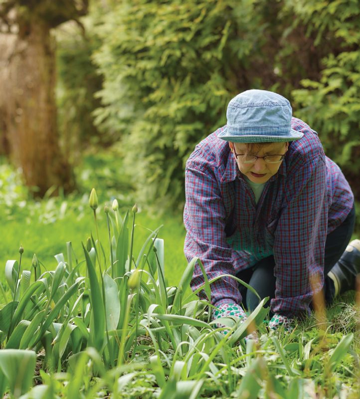 Senior woman gardening borders