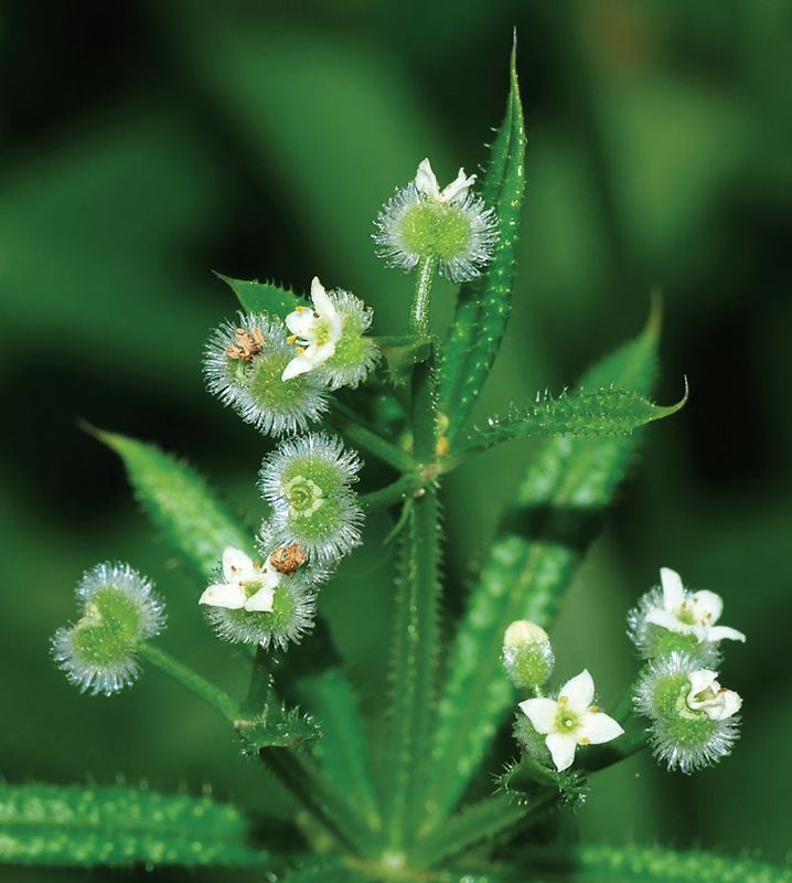 Goosegrass