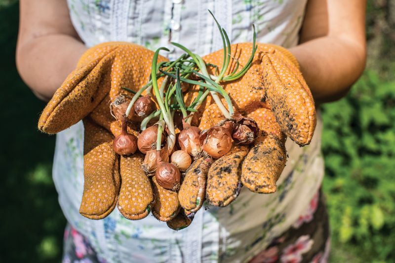 Spring bulbs