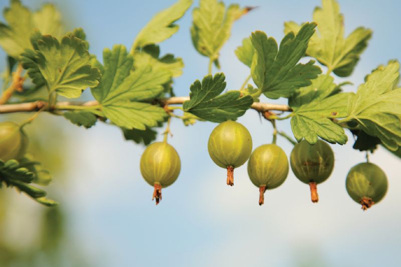 Gooseberries