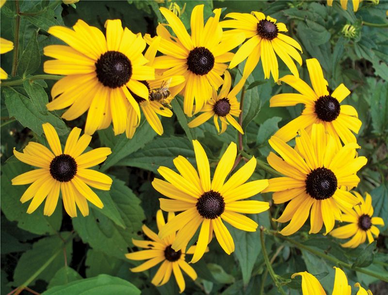 Rudbeckia