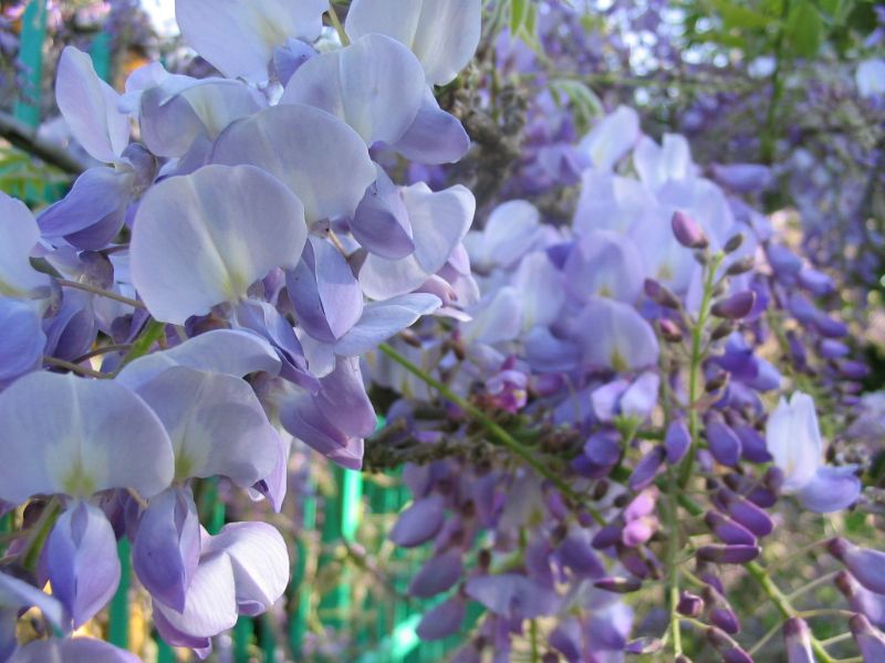 Wisteria