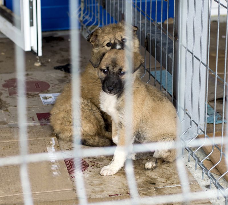 Puppy farm poor conditions