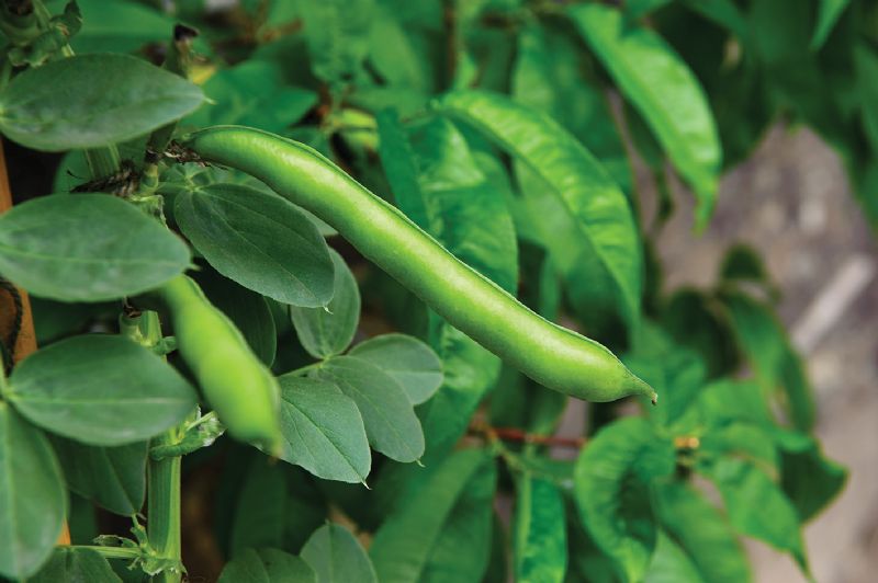 Broad beans growing in the garden