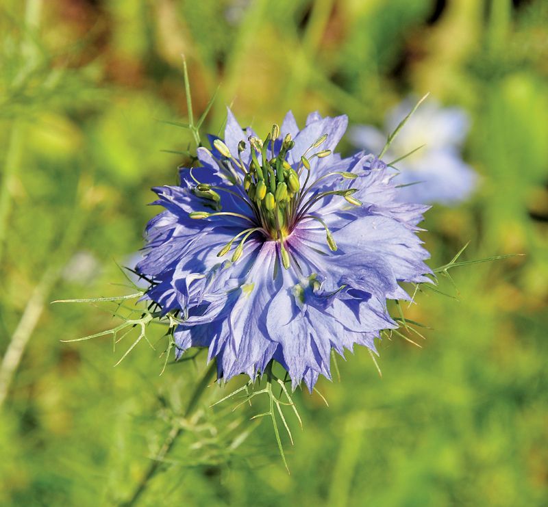 Love in a mist