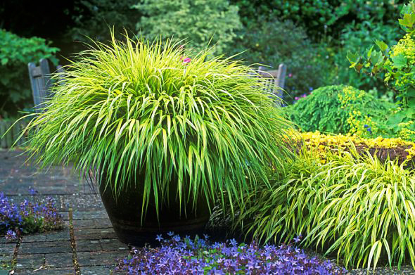 Japanese Hakonechloa macra ‘Alboaurea’