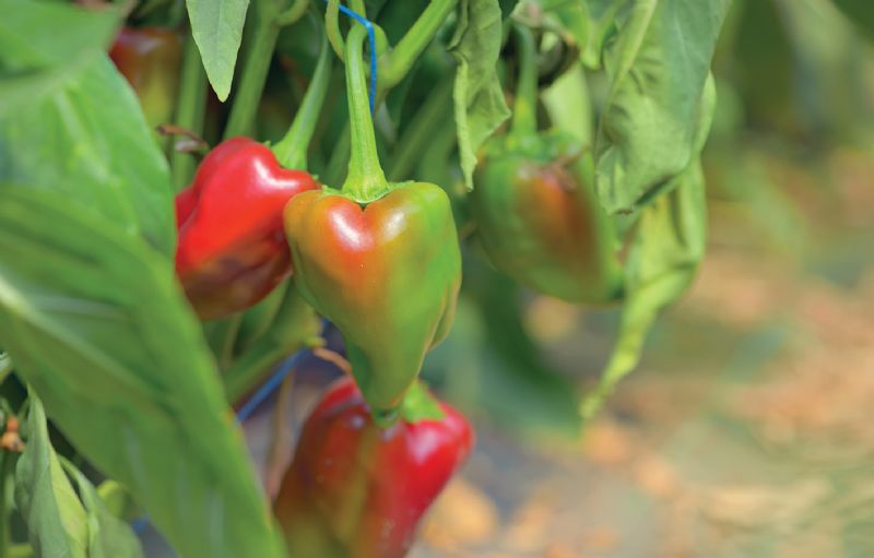 Bell pepper plant