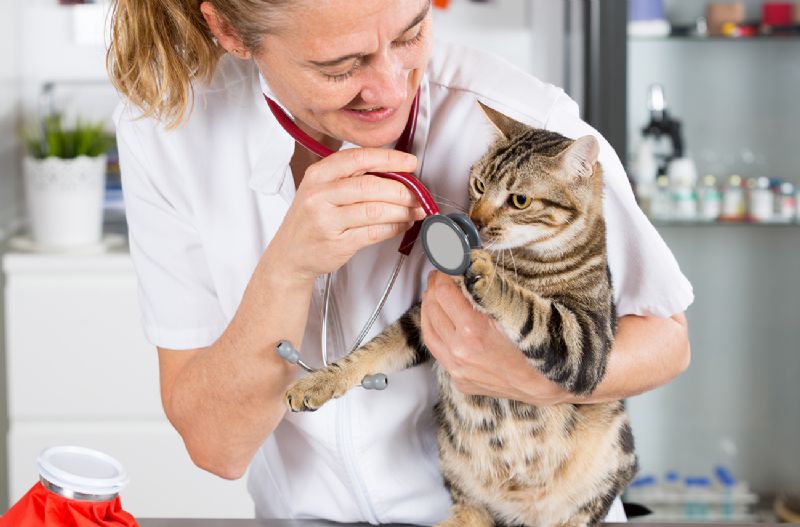 Vet with cat