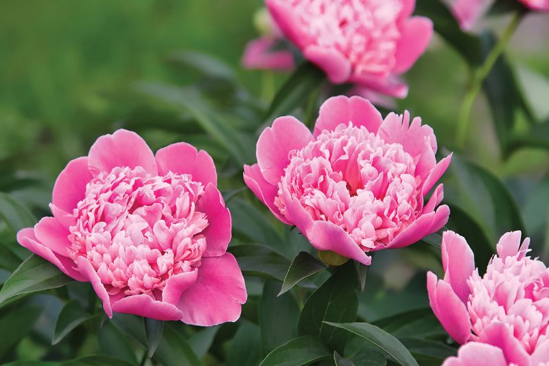 Pink peony