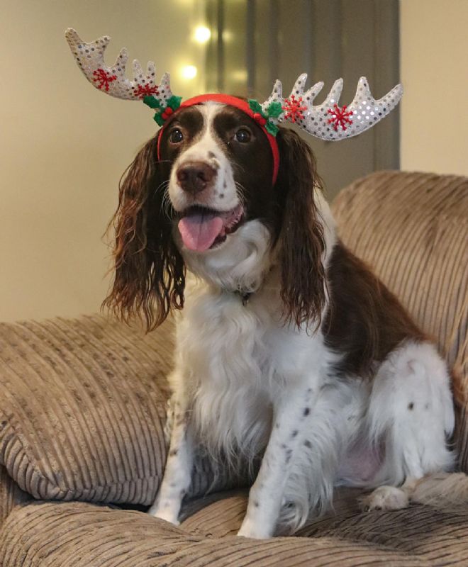 Sue Ryder Leckhampton Court Hospice's staff member's dog, Marley