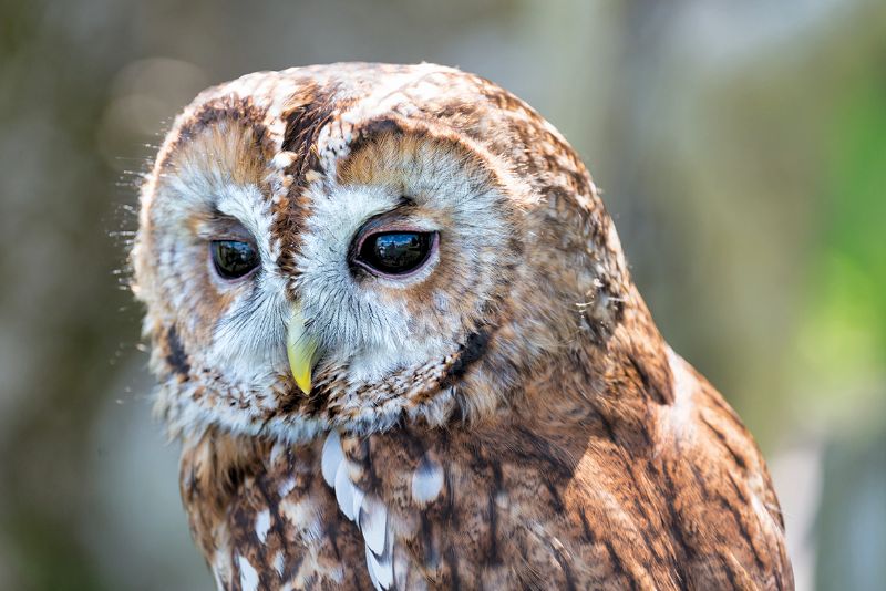 Tawny owl