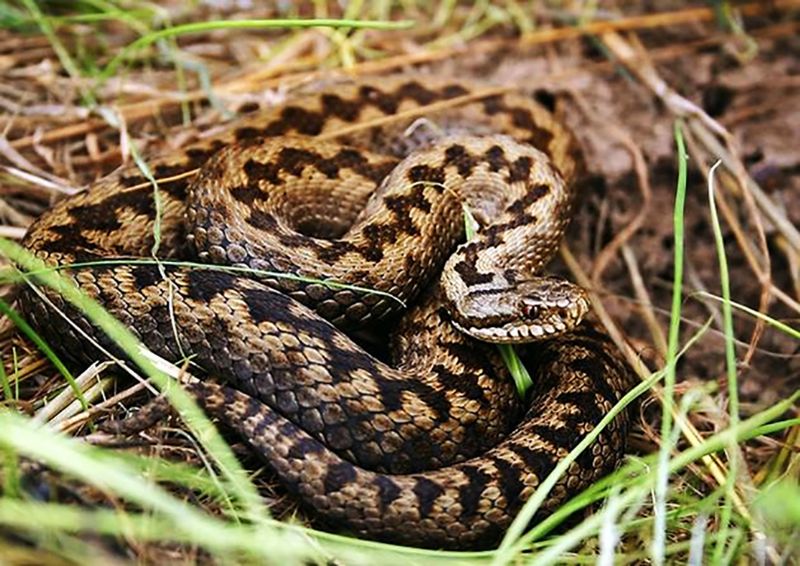 Adder