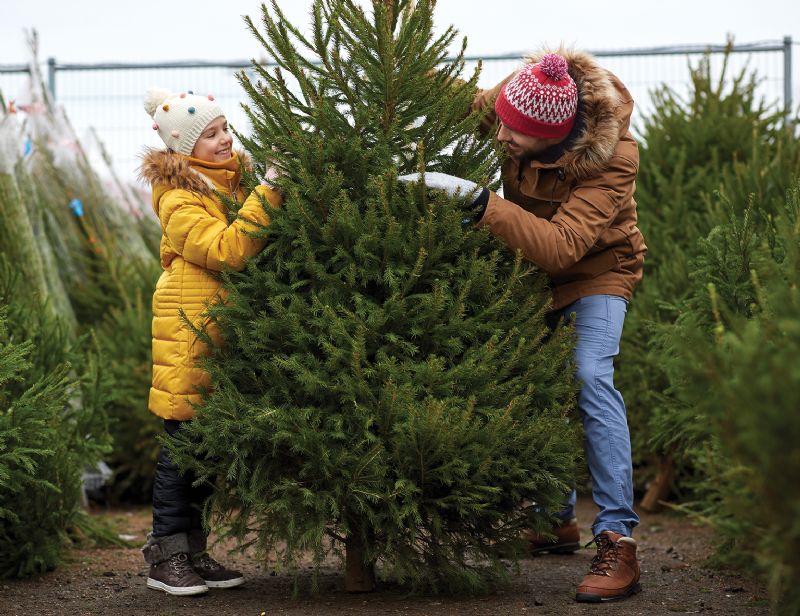 Dad and young daughter having fun choosing a Christmas tree