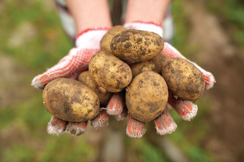 Grow potatoes garden