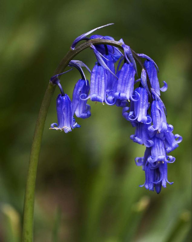 English bluebell