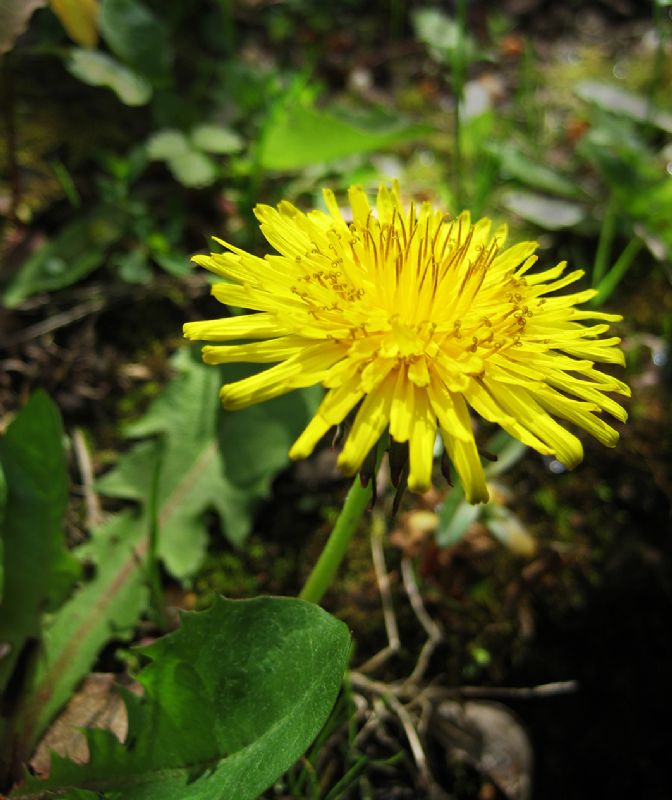 Dandelion