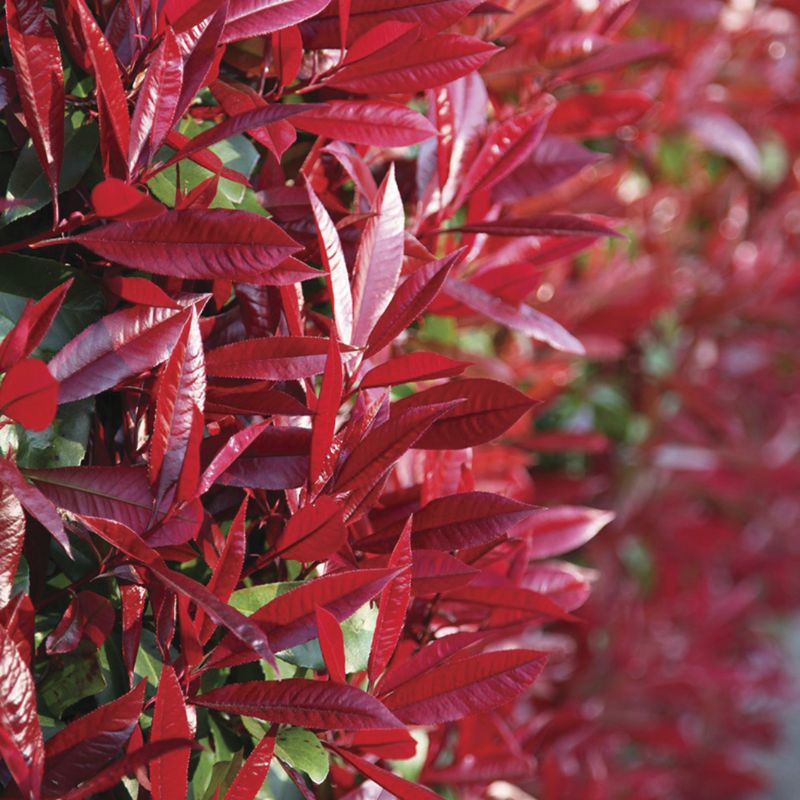 Photinia x fraseri ‘Red Robin’. Photo: www.crocus.co.uk