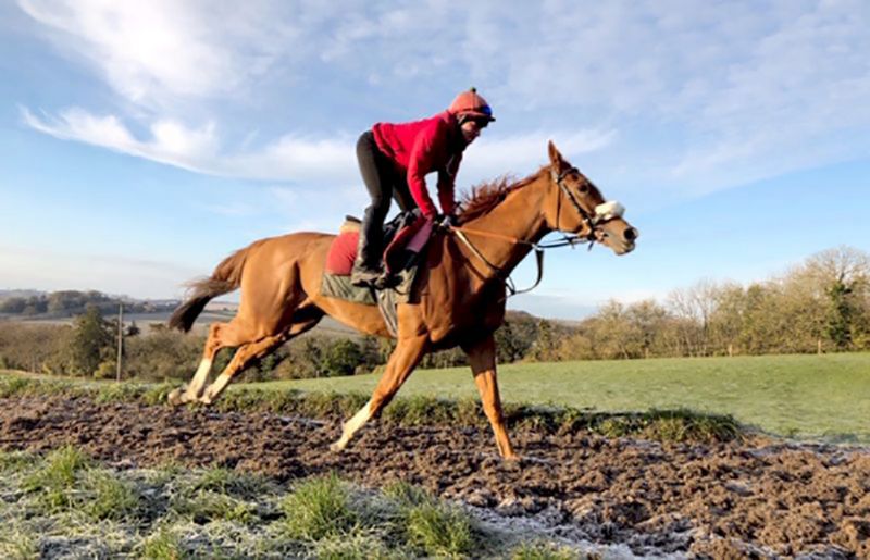 Jarveys Plate is set to run in the Ballymore Novices’ Hurdle at Cheltenham on Wednesday