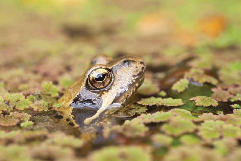 Common frog