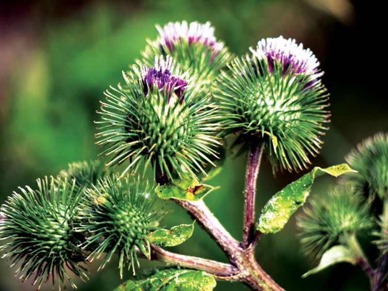 Burdock