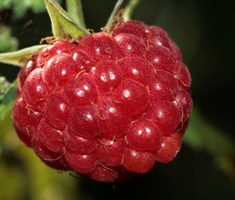 Raspberry