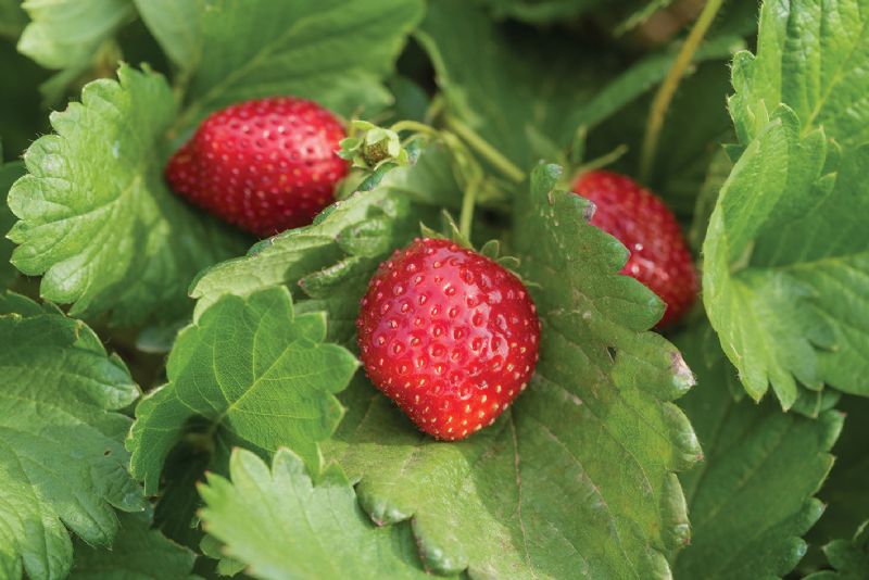 Strawberry plant