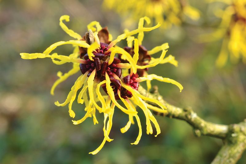 Hamamelis (witch hazel)