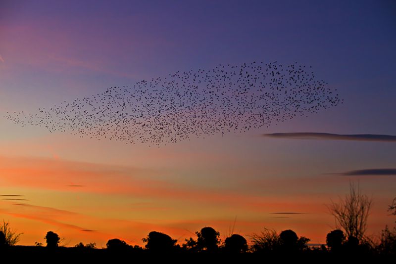 Starlings in flight