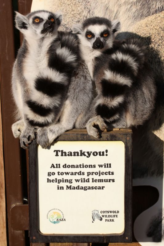 Ring-Tailed Lemurs at Cotswold Wildlife Park. Photo: Simon Needham