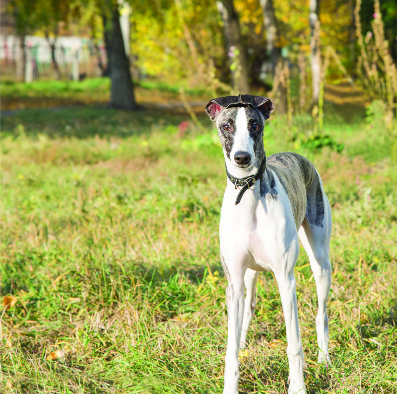 Whippet