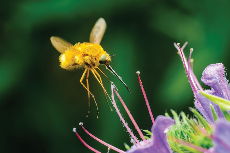 The Large Bee-Fly (Bombylius Major)