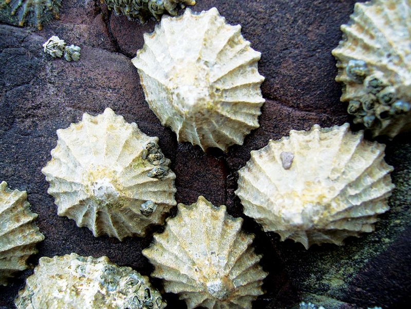 Limpets