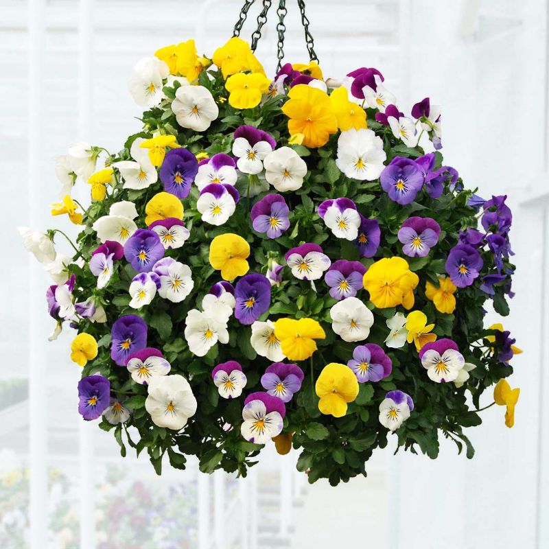 Hanging Basket with Pansies