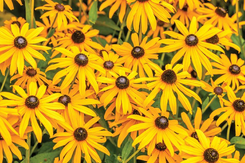 Rudbeckia fulgida var. deamii