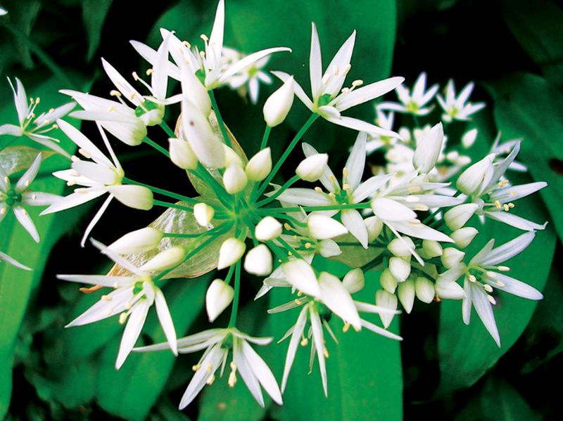 Wild garlic