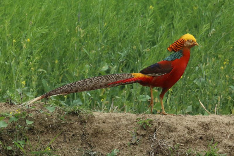 Golden Pheasant