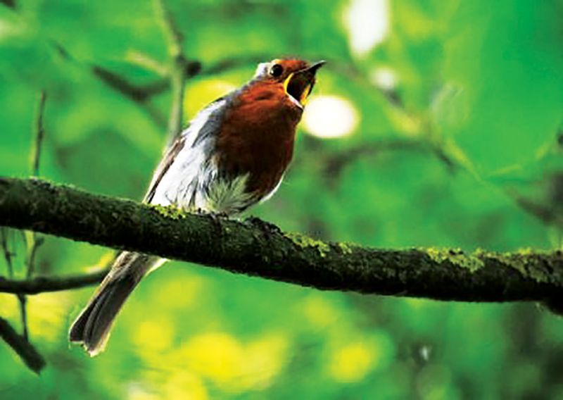 Singing Robin. Picture, Amy Lewis