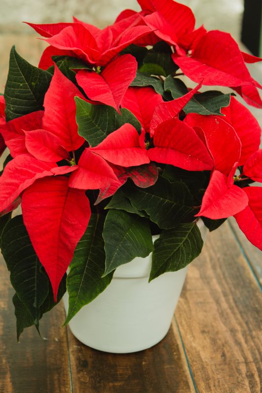 Poinsettia