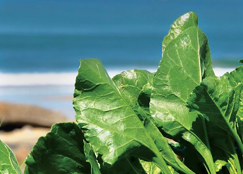 Sea Beet