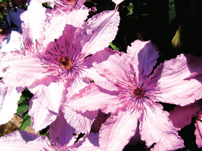 Clematis