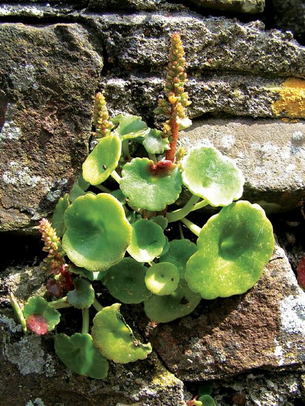 Navelwort