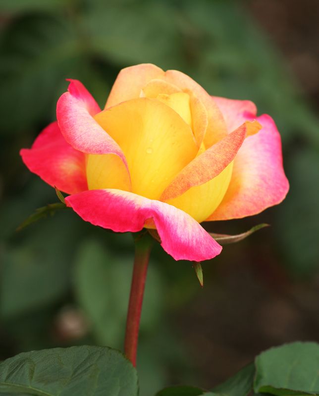 Floribunda Roses