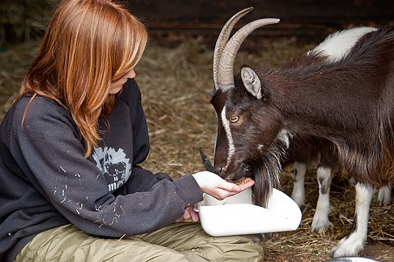 Feeding time at the farm