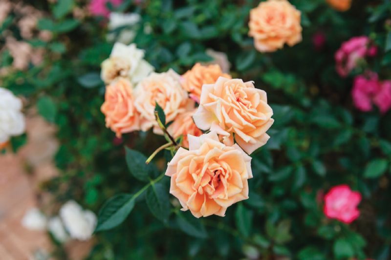 Rambling roses gardening